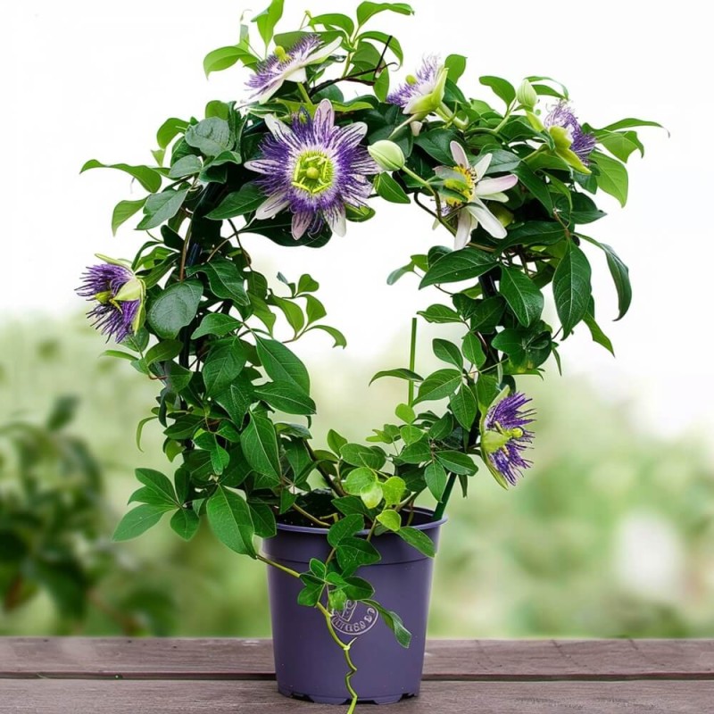 Męczennica Passiflora nasiona 0,2g (1).jpg