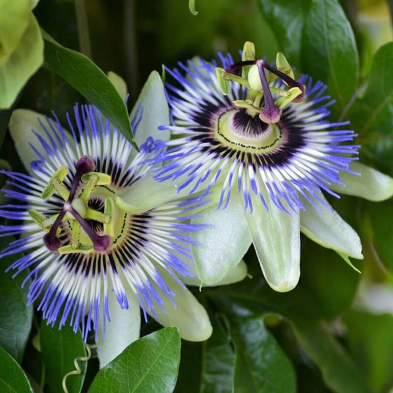 Męczennica Passiflora nasiona 0,2g (3).jpg