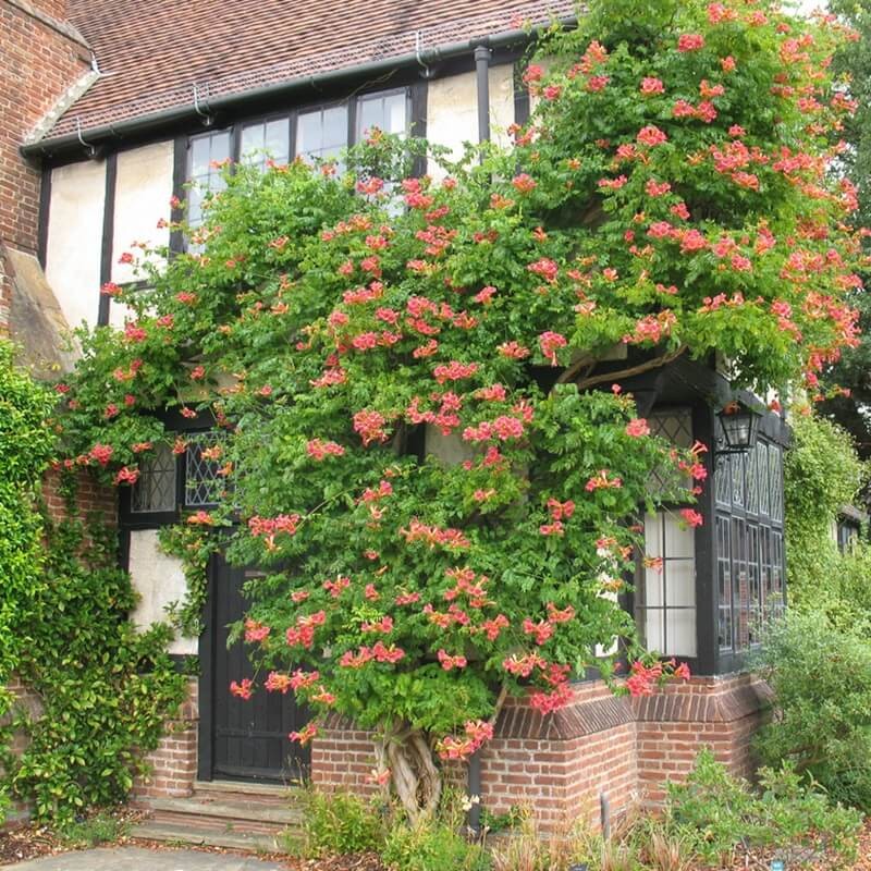 Milin Amerykański Pnącze nasiona 0,3g (2).jpg