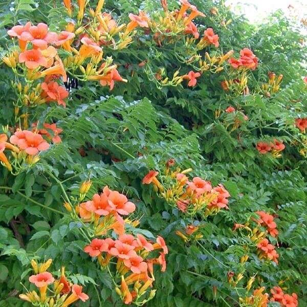 Milin Amerykański Pnącze nasiona 0,3g (3).jpg