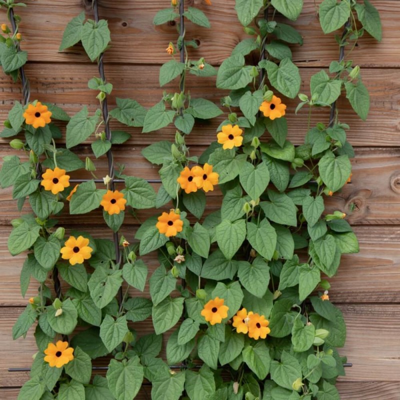 Tunbergia, mieszanka nasiona 0,5g (2).jpg