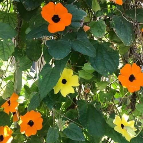 Tunbergia mieszanka nasiona 0,5g