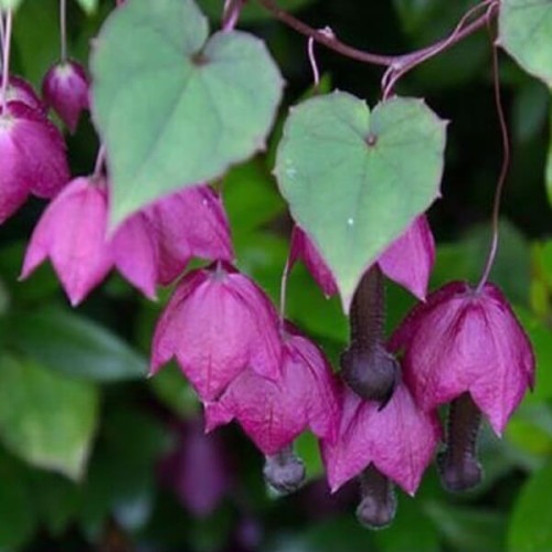 Rodochiton fioletowy nasiona 6 sztuk