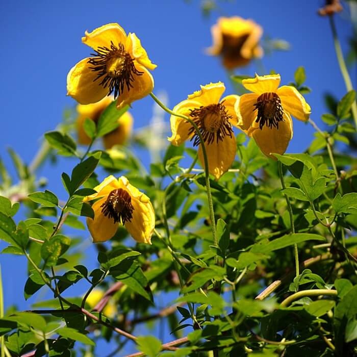 Powojnik Tangucki nasiona 0,1g (3).jpg