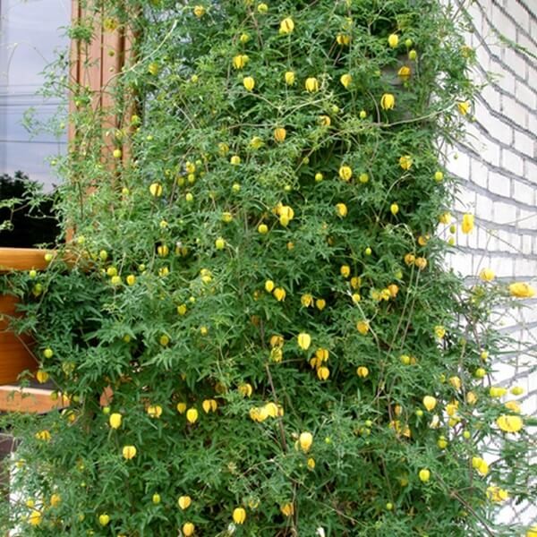 Powojnik Tangucki nasiona 0,1g (1).jpg