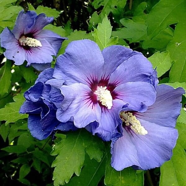 Ketmia Syryjska Niebieska (Hibiscus Syracius) 0,5g (1).jpg