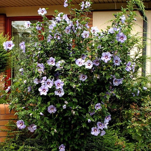 Ketmia Syryjska Niebieska (Hibiscus Syracius) 0,5g (3).jpg