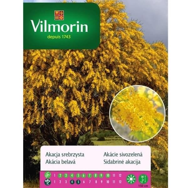 Akacja srebrzysta (Acacia dealbata) nasiona 20szt (1).jpg