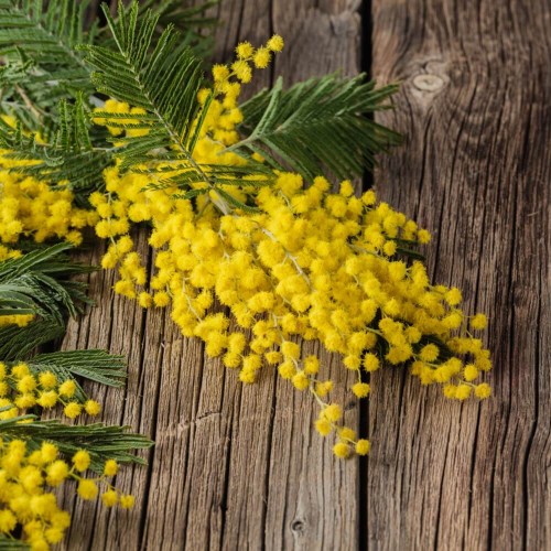 Akacja srebrzysta nasiona 20szt