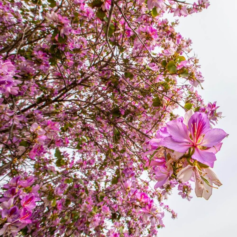 Drzewo Storczykowe (Bauhinia variegata) nasiona 6g (3).jpg