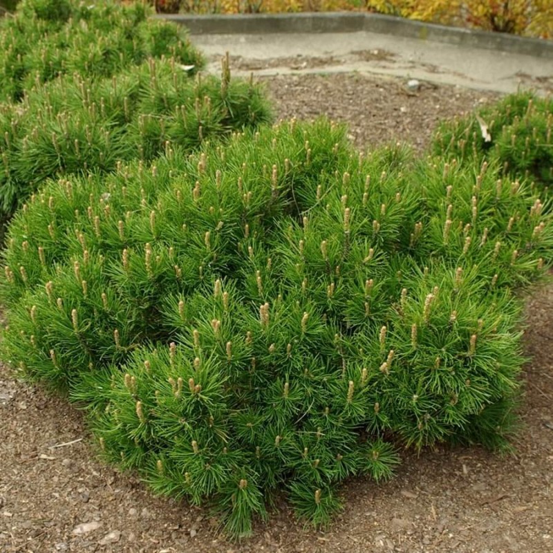 Kosodrzewina Sosna Górska (Pinus mugo) nasiona (1).jpg