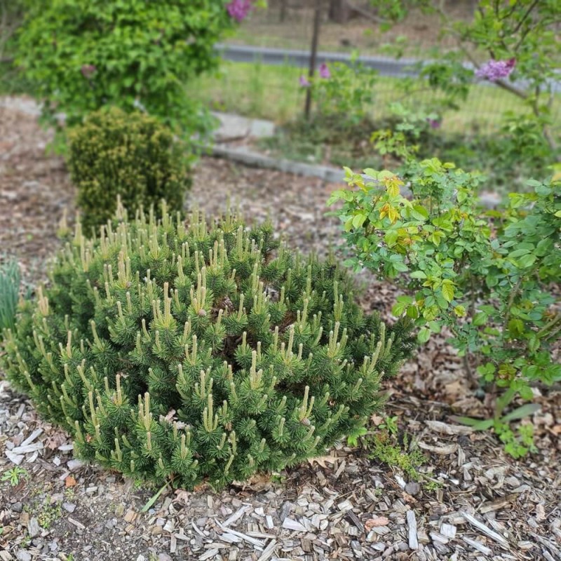 Kosodrzewina Sosna Górska (Pinus mugo) nasiona (2).jpg