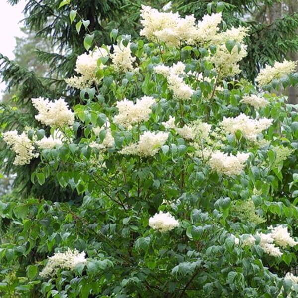 Lilak amurski (Syringa amurensis) nasiona 0,2g (1).jpg