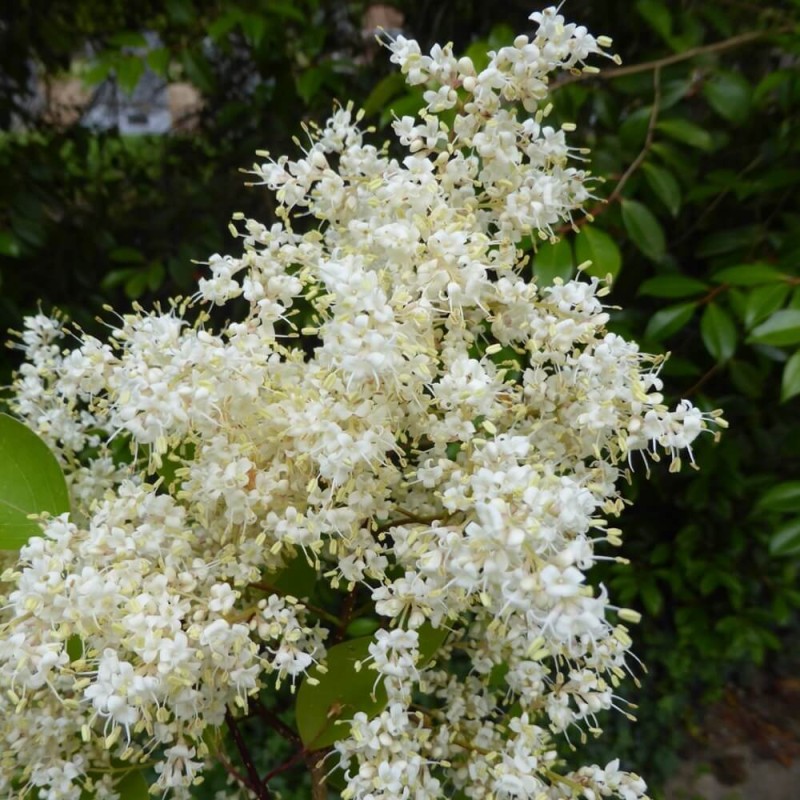 Lilak amurski (Syringa amurensis) nasiona 0,2g (2).jpg