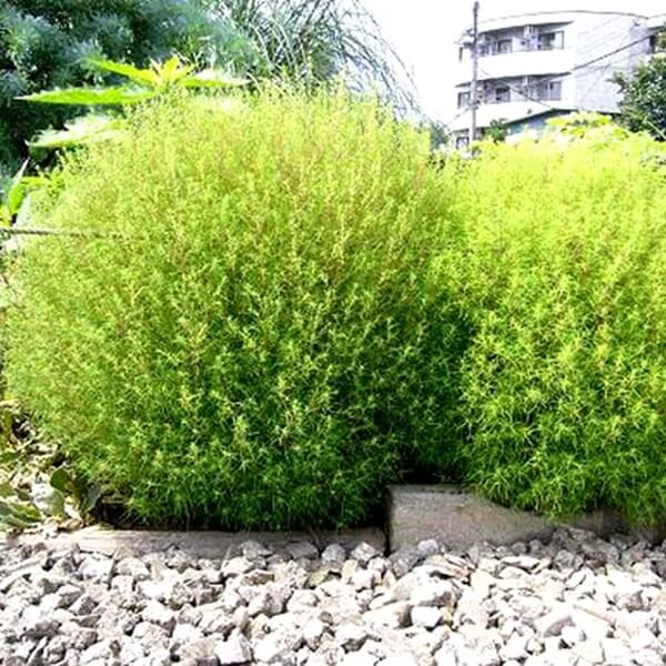 Mietelnik (Kochia scoparia) nasiona 1g (1).jpg