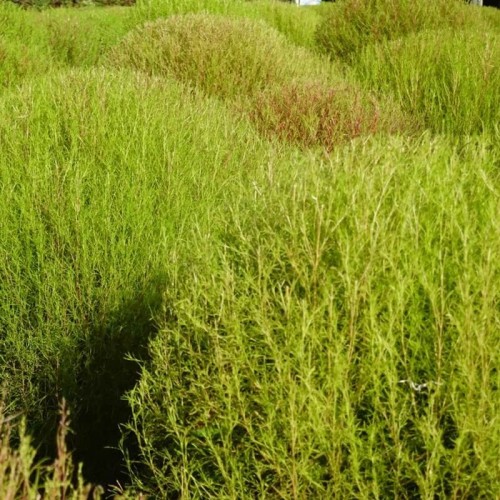 Mietelnik nasiona 1g