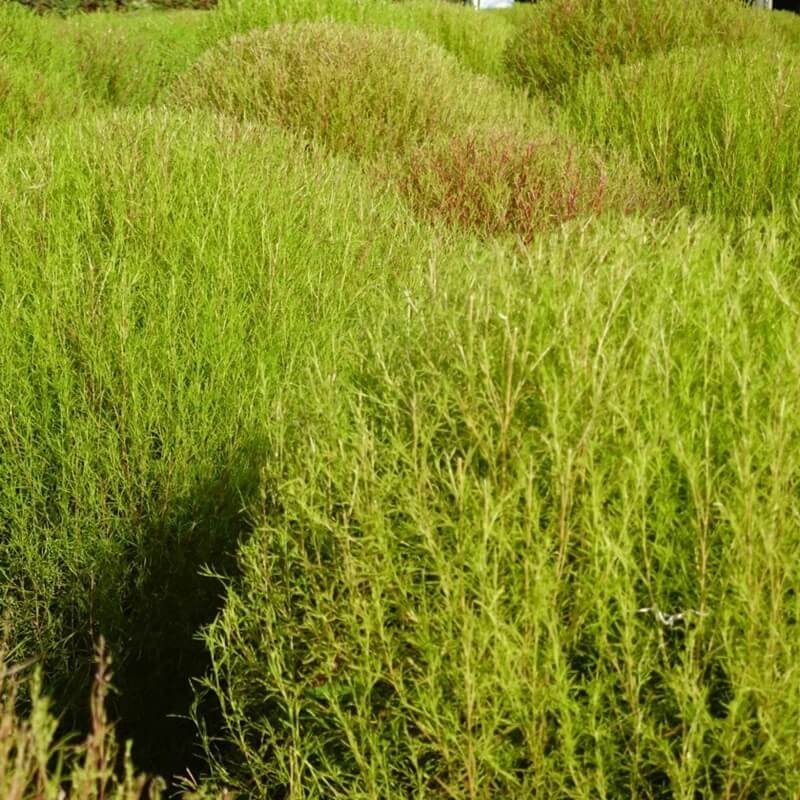 Mietelnik (Kochia scoparia) nasiona 1g (2).jpg