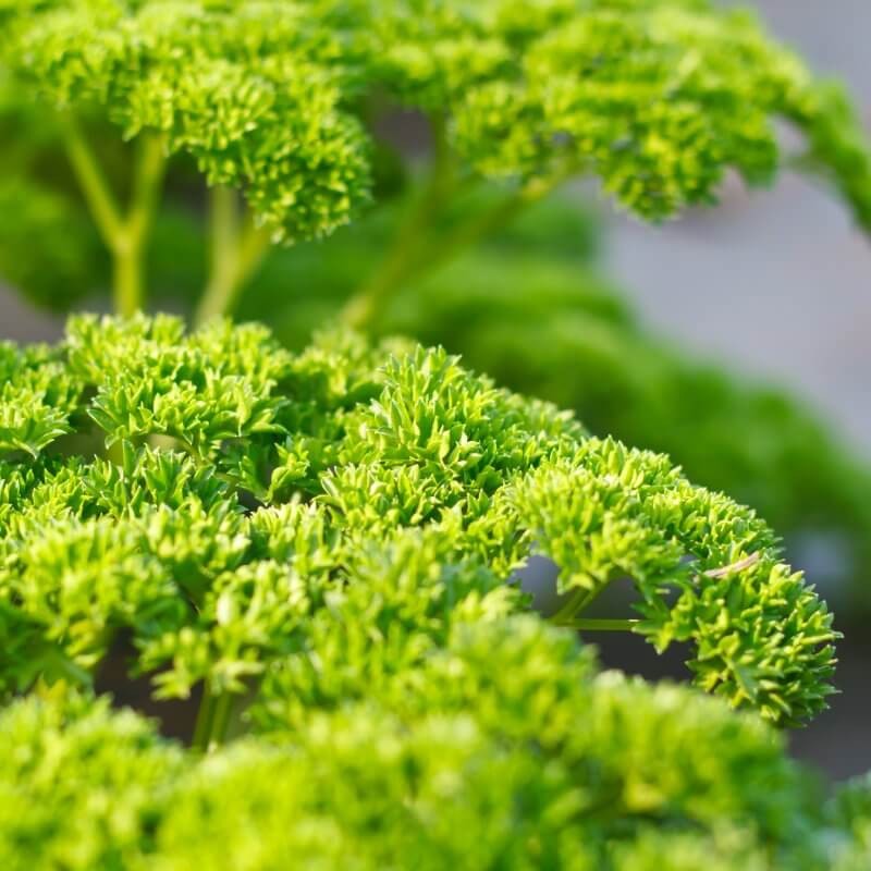 bio-pietruszka-naciowa-curled-uprawa.jpg