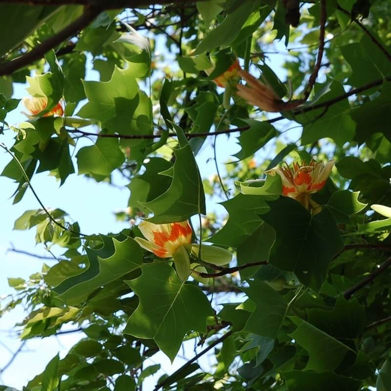 Tulipanowiec (Liriodendron tulipifera) nasiona 0,3g (3).jpg