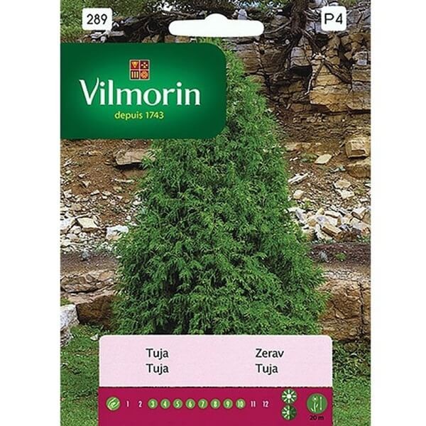 Tuja żywotnik zachodni nasiona 0,3g (1).jpg