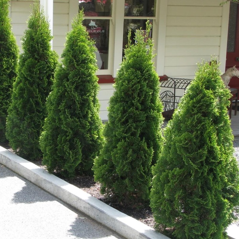 Tuja żywotnik zachodni nasiona 0,3g (2).jpg