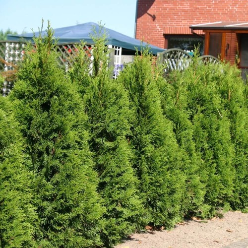 Tuja żywotnik zachodni nasiona 0,3g