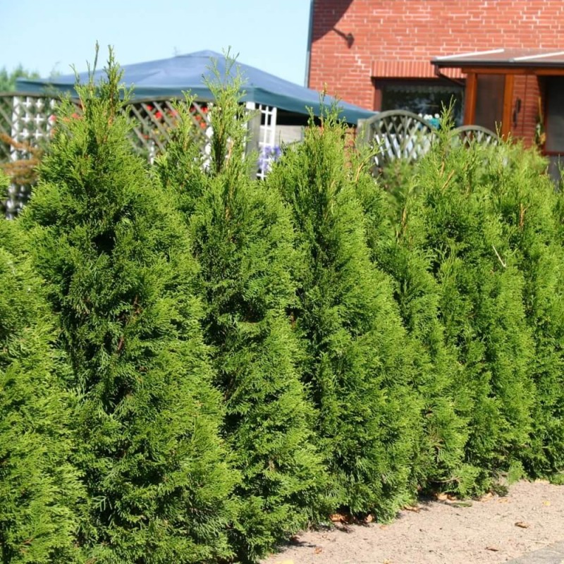 Tuja żywotnik zachodni nasiona 0,3g (3).jpg