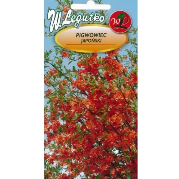 Pigwowiec Japoński (Chaenomeles japonica) nasiona (1).jpg
