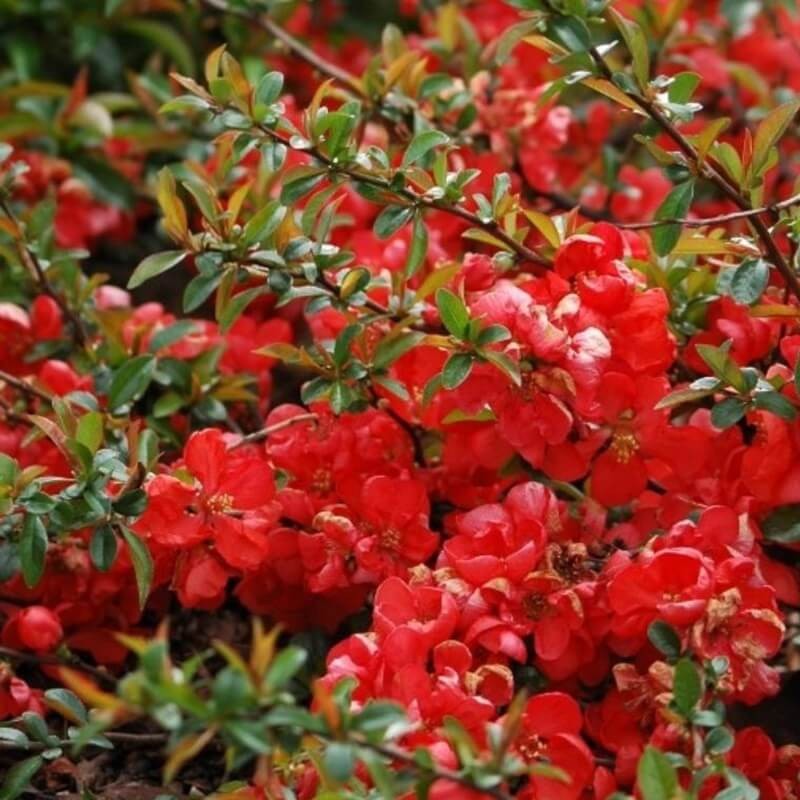 Pigwowiec Japoński (Chaenomeles japonica) nasiona (2).jpg