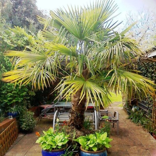 Palma Mrozoodporna nasiona