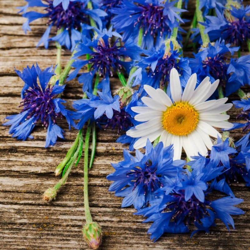 Kwiaty jadalne - Chaber bławatek niebieski nasiona 1g (2).jpg