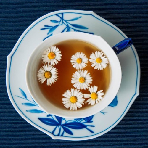 Kwiaty jadalne - Stokrotka pospolita łąkowa biała nasiona 0,2g