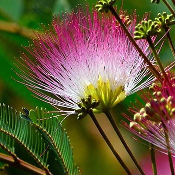 Albicja - Jedwabne Drzewko (Albizia julibrissin) 1g (3).jpg