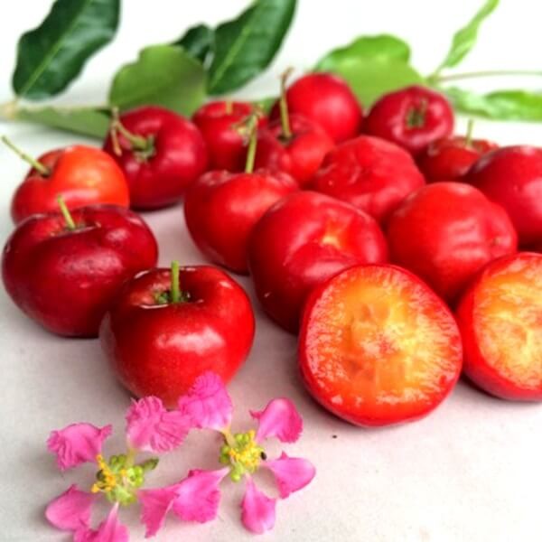 Acerola - Wiśnia z Barbados (Malpighia glabra) nasiona (1).jpeg