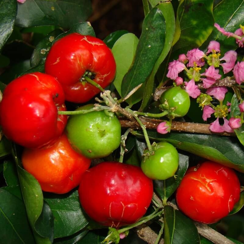 Acerola - Wiśnia z Barbados (Malpighia glabra) nasiona (1).jpg