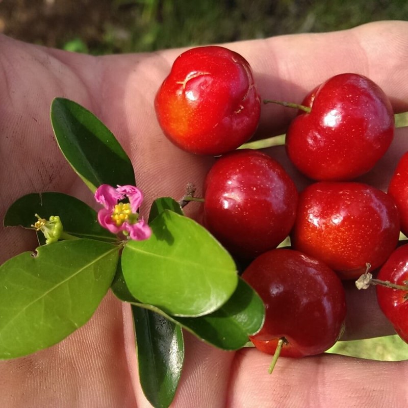 Acerola - Wiśnia z Barbados (Malpighia glabra) nasiona (2).jpeg