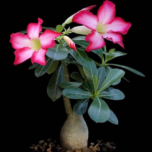 Adenium Mini Baobab - Róża Pustyni (Adenium Obesum) nasiona (1).jpg