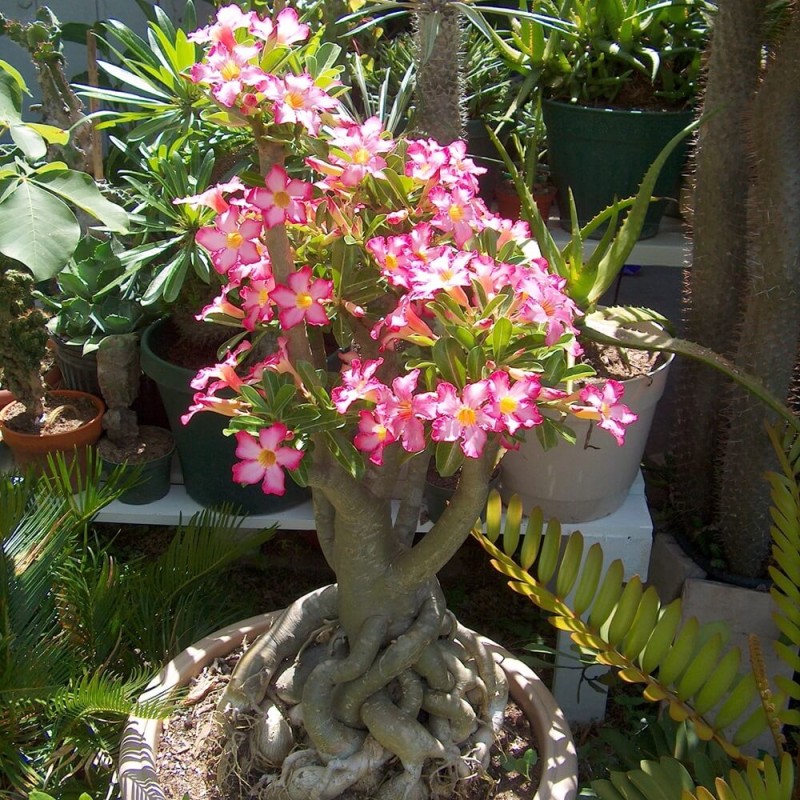 Adenium Mini Baobab - Róża Pustyni (Adenium Obesum) nasiona (2).jpg