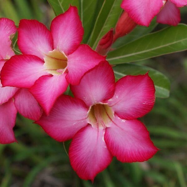 Adenium Mini Baobab - Róża Pustyni (Adenium Obesum) nasiona (3).jpg
