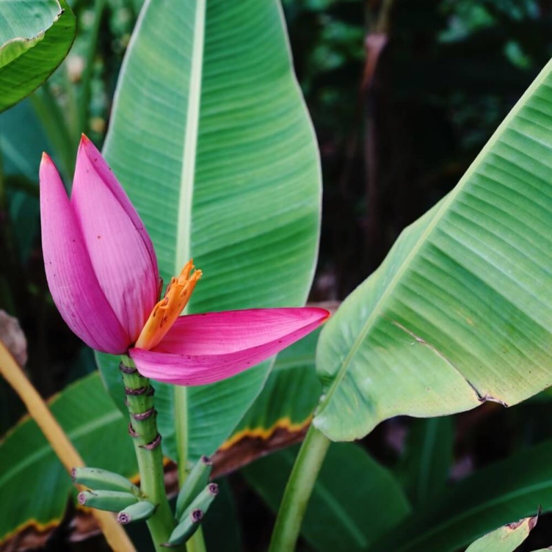 Banan (Musa Velutina) 5 nasion (2).jpg