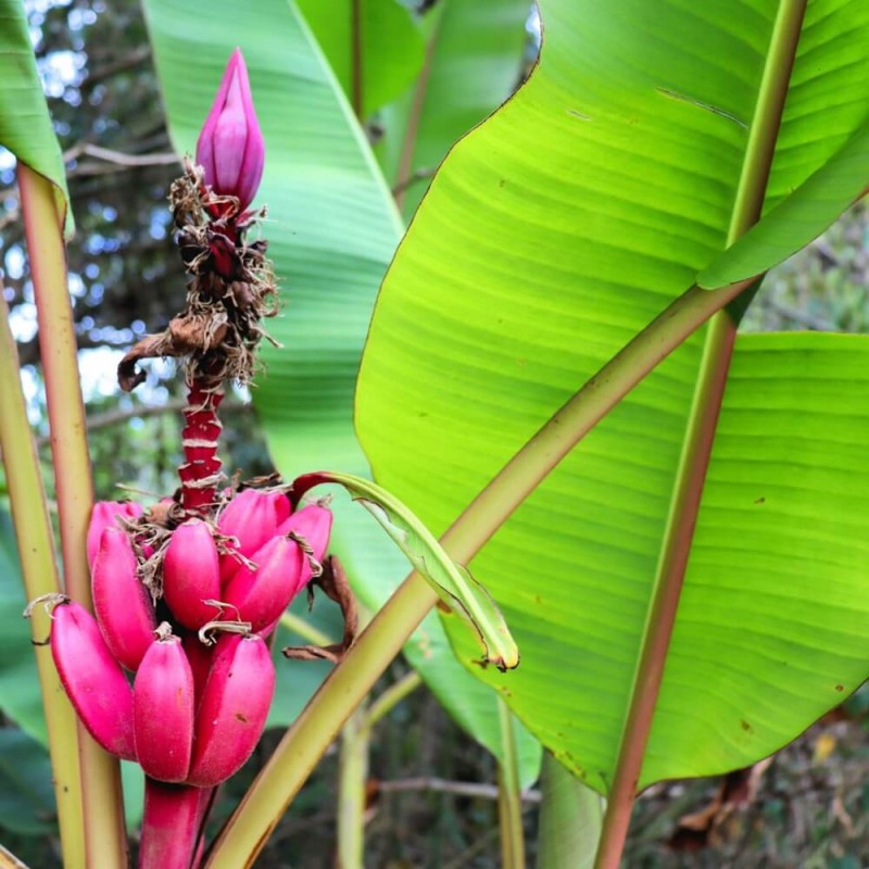Banan (Musa Velutina) 5 nasion (3).jpg