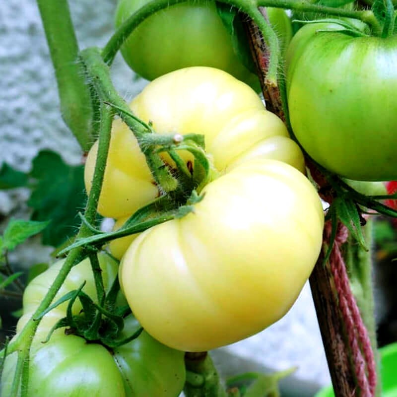 Pomidor WHITE BEEFSTEAK nasiona (3).jpg