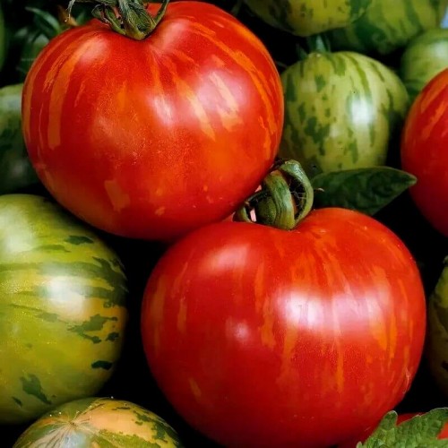 Pomidor TIGERELLA Czerwona zebra nasiona 0,2g