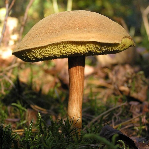 Grzybnia Podgrzybek złotawy XXL 100g