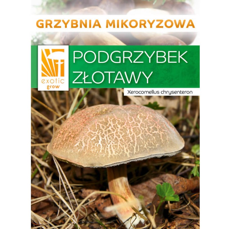 Podgrzybek złotawy opakowanie.jpeg