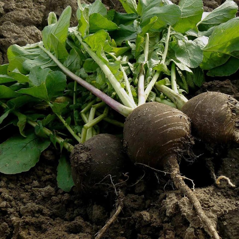 Rzodkiew zimowa RUNDER czarna (Raphanus s. var. niger) nasiona XL 100g nasiona 100.jpg