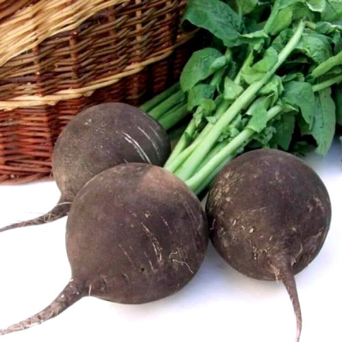 Rzodkiew zimowa RUNDER czarna nasiona XL 100g