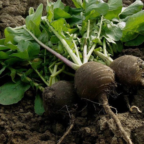 Rzodkiew zimowa RUNDER czarna nasiona XXL 500g