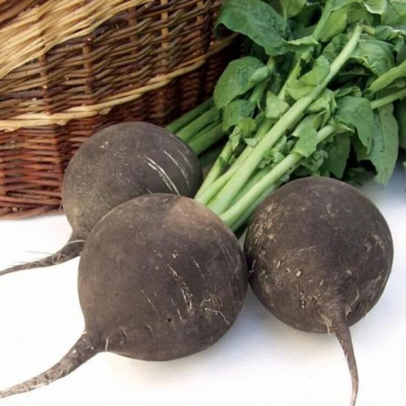 Rzodkiew zimowa RUNDER1 500g .jpg