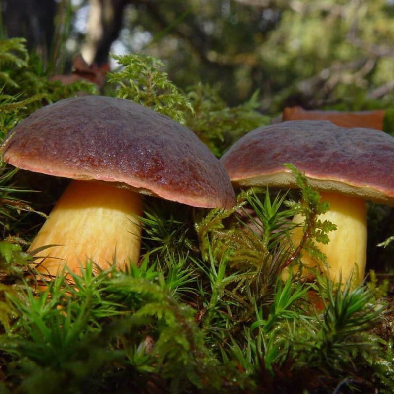 Podgrzybek brunatny.jpeg